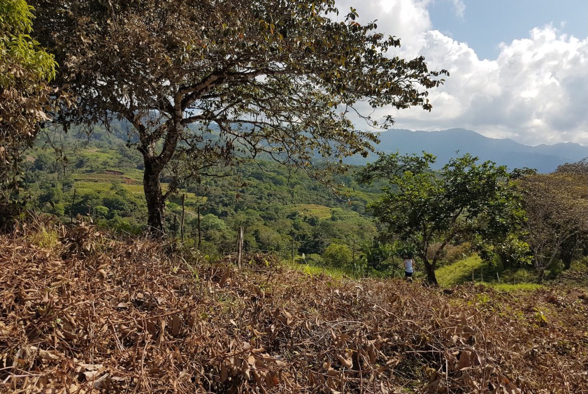BUILDING PROPERTY WITH MOUNTAINS VIEWS, IN TORTUGA ARRIBA OJOCHAL – 1.14 ACRES