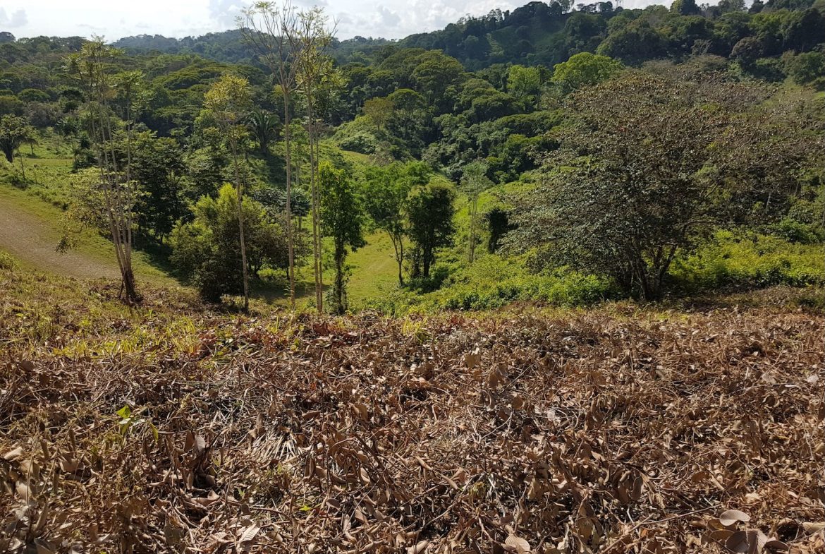BUILDING PROPERTY WITH MOUNTAINS VIEWS, IN TORTUGA ARRIBA OJOCHAL – 1.14 ACRES