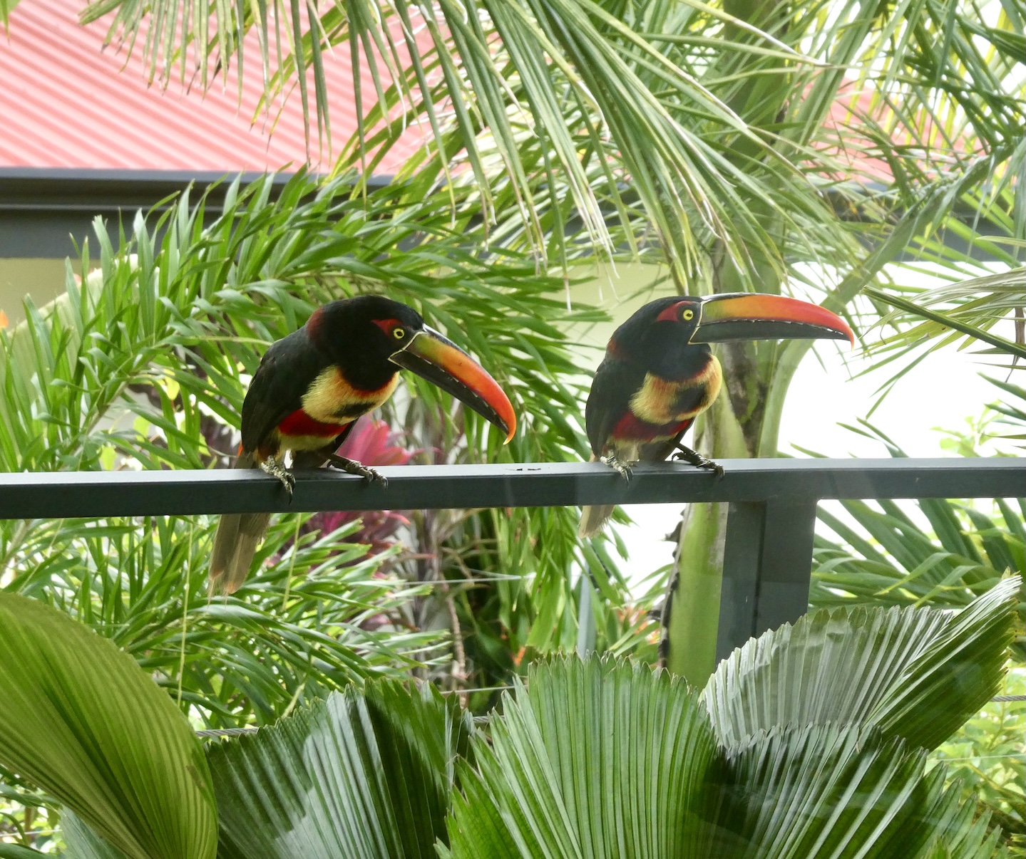CB toucans on rail