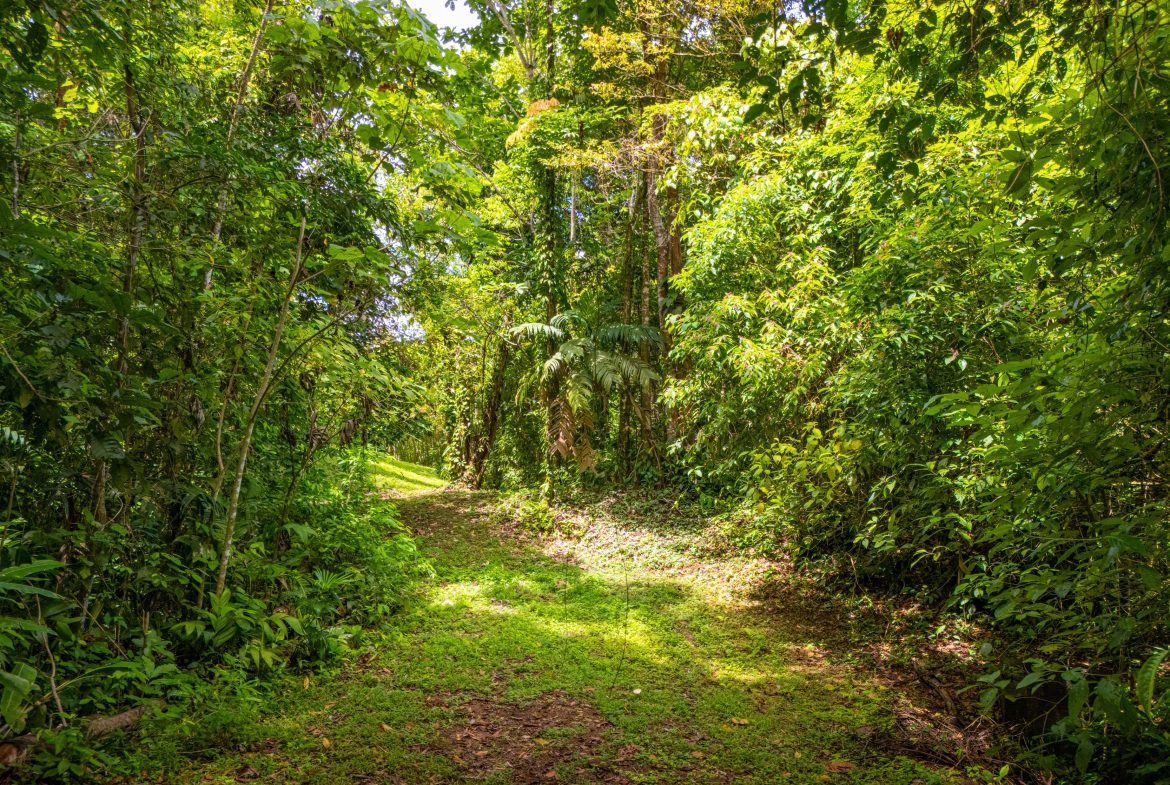 BUILDING MOUNTAIN PROPERTY WITH MOUNTAINS VIEWS, IN TRES RIOS – 9.11 ACRES