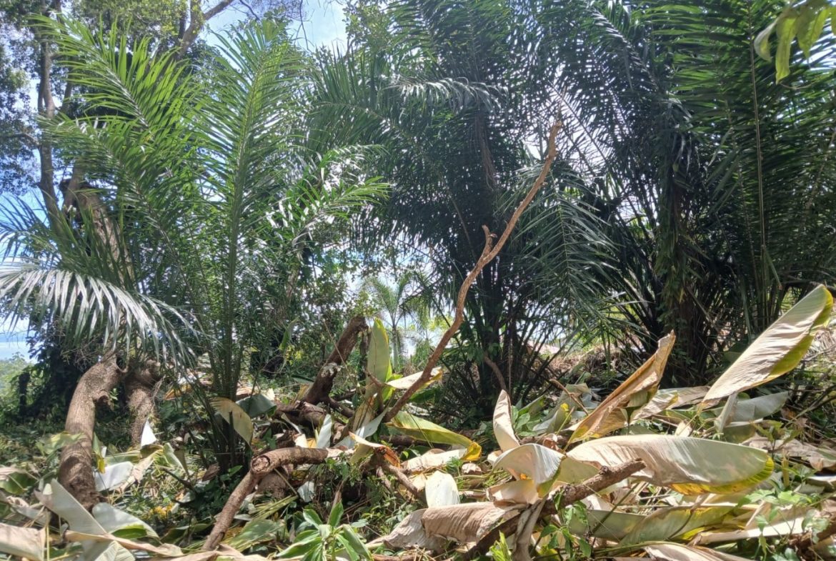 BUILDING PROPERTY WITH MOUNTAINS VIEWS, IN TORTUGA ARRIBA – 1.14 ACRES