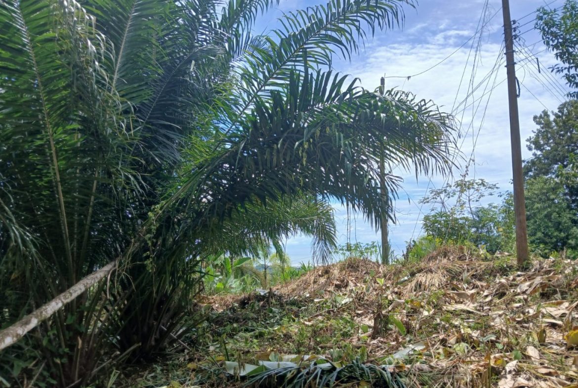 BUILDING PROPERTY WITH MOUNTAINS VIEWS, IN TORTUGA ARRIBA – 1.14 ACRES