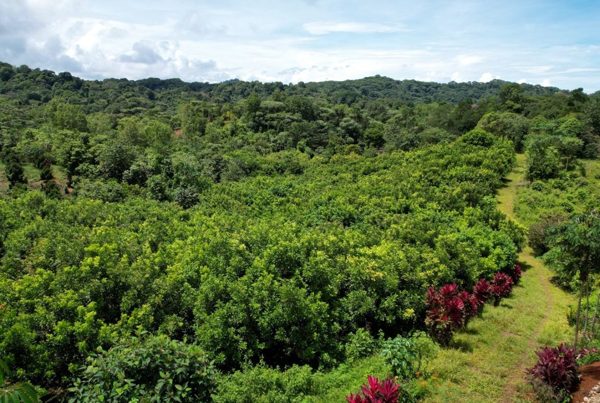 BUILDING PROPERTY WITH FRUIT TREES AND NEAR TO THE RIVER, IN OJOCHAL – 23 ACRES