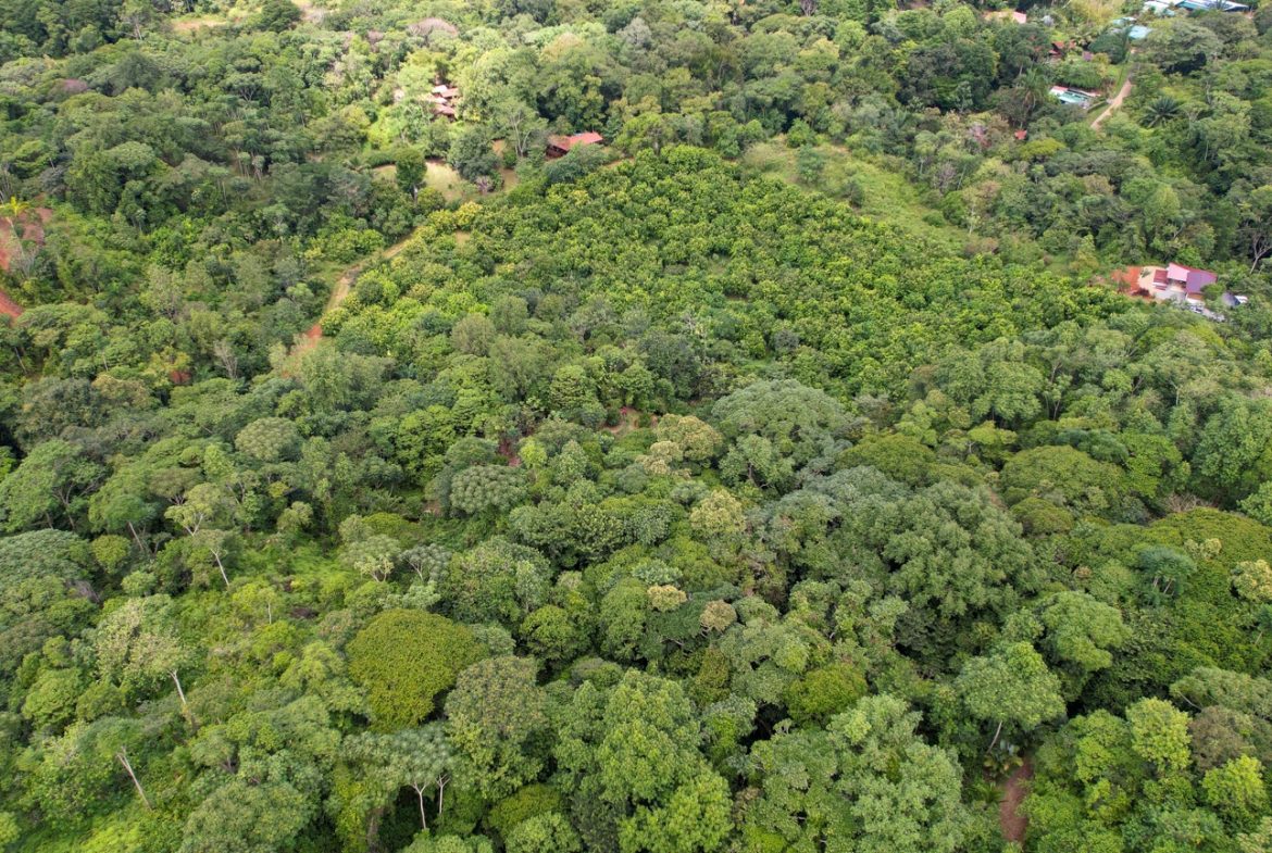 BUILDING PROPERTY WITH FRUIT TREES AND NEAR TO THE RIVER, IN OJOCHAL – 23 ACRES