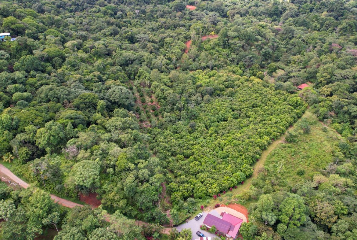 BUILDING PROPERTY WITH FRUIT TREES AND NEAR TO THE RIVER, IN OJOCHAL – 23 ACRES