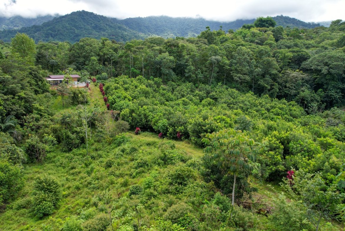 BUILDING PROPERTY WITH FRUIT TREES AND NEAR TO THE RIVER, IN OJOCHAL – 23 ACRES