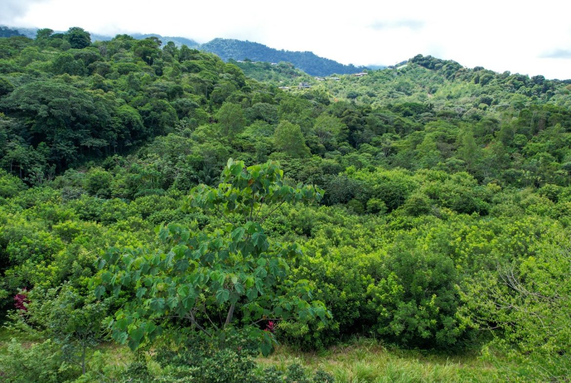 BUILDING PROPERTY WITH FRUIT TREES AND NEAR TO THE RIVER, IN OJOCHAL – 23 ACRES