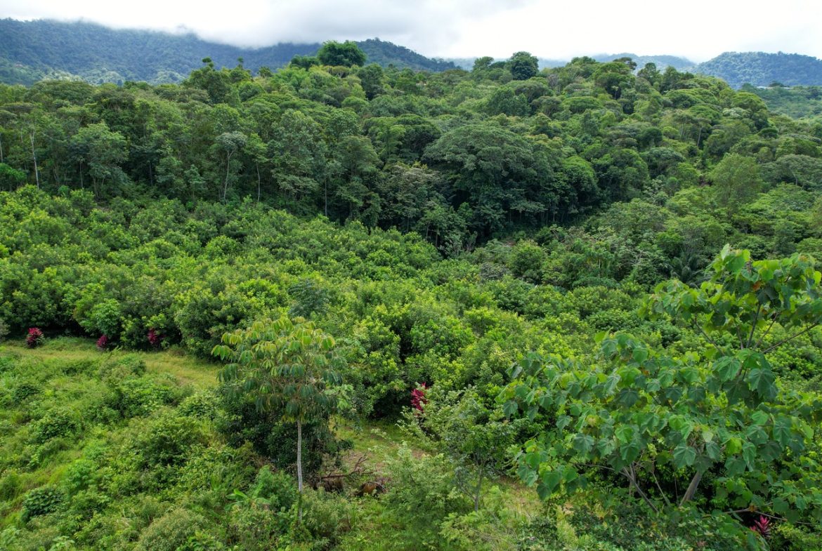 BUILDING PROPERTY WITH FRUIT TREES AND NEAR TO THE RIVER, IN OJOCHAL – 23 ACRES