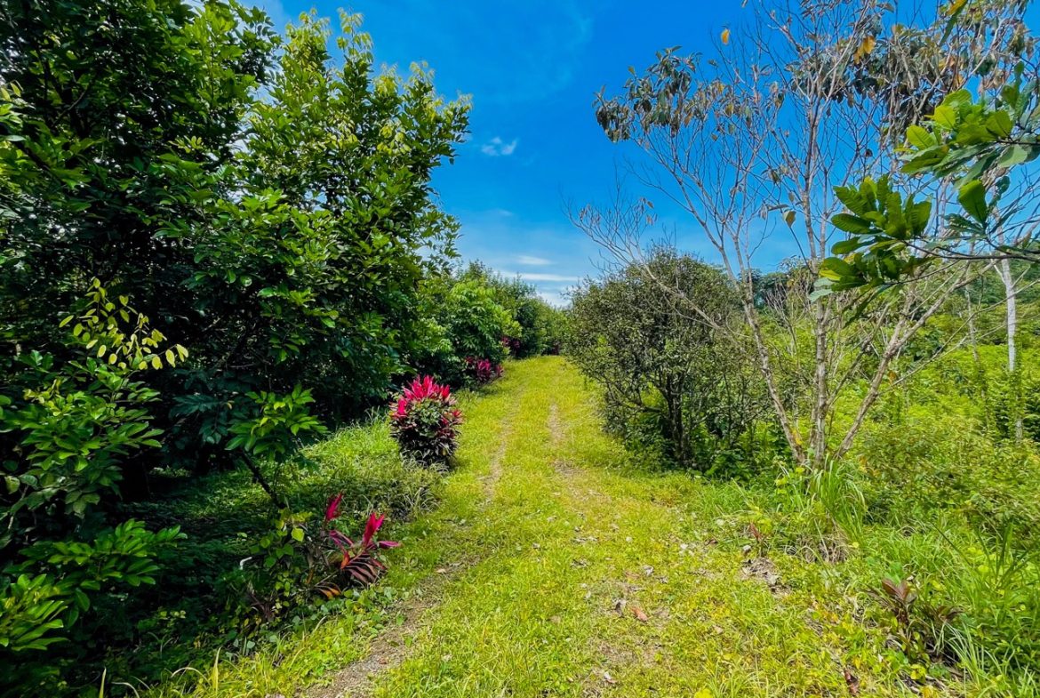 BUILDING PROPERTY WITH FRUIT TREES AND NEAR TO THE RIVER, IN OJOCHAL – 23 ACRES