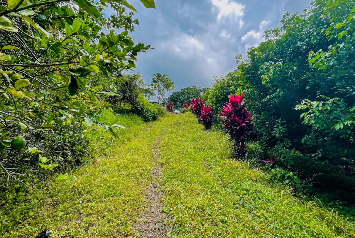 BUILDING PROPERTY WITH FRUIT TREES AND NEAR TO THE RIVER, IN OJOCHAL – 23 ACRES