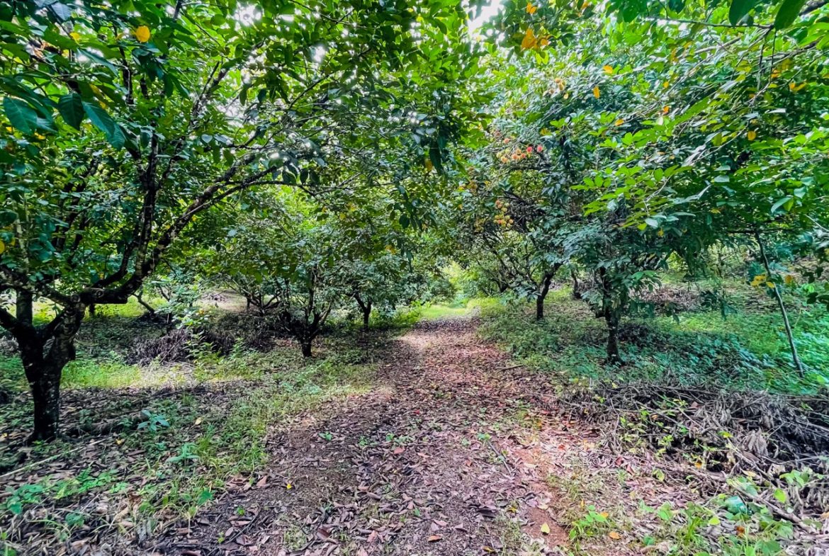 BUILDING PROPERTY WITH FRUIT TREES AND NEAR TO THE RIVER, IN OJOCHAL – 23 ACRES