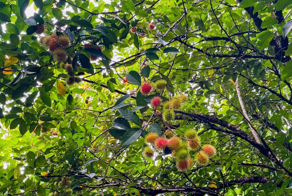BUILDING PROPERTY WITH FRUIT TREES AND NEAR TO THE RIVER, IN OJOCHAL – 23 ACRES
