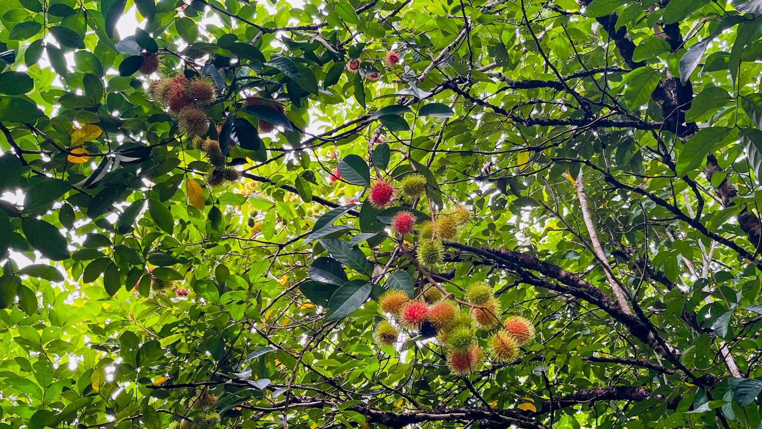 Osa Tropical Properties large land for sale ojochal 8171 24