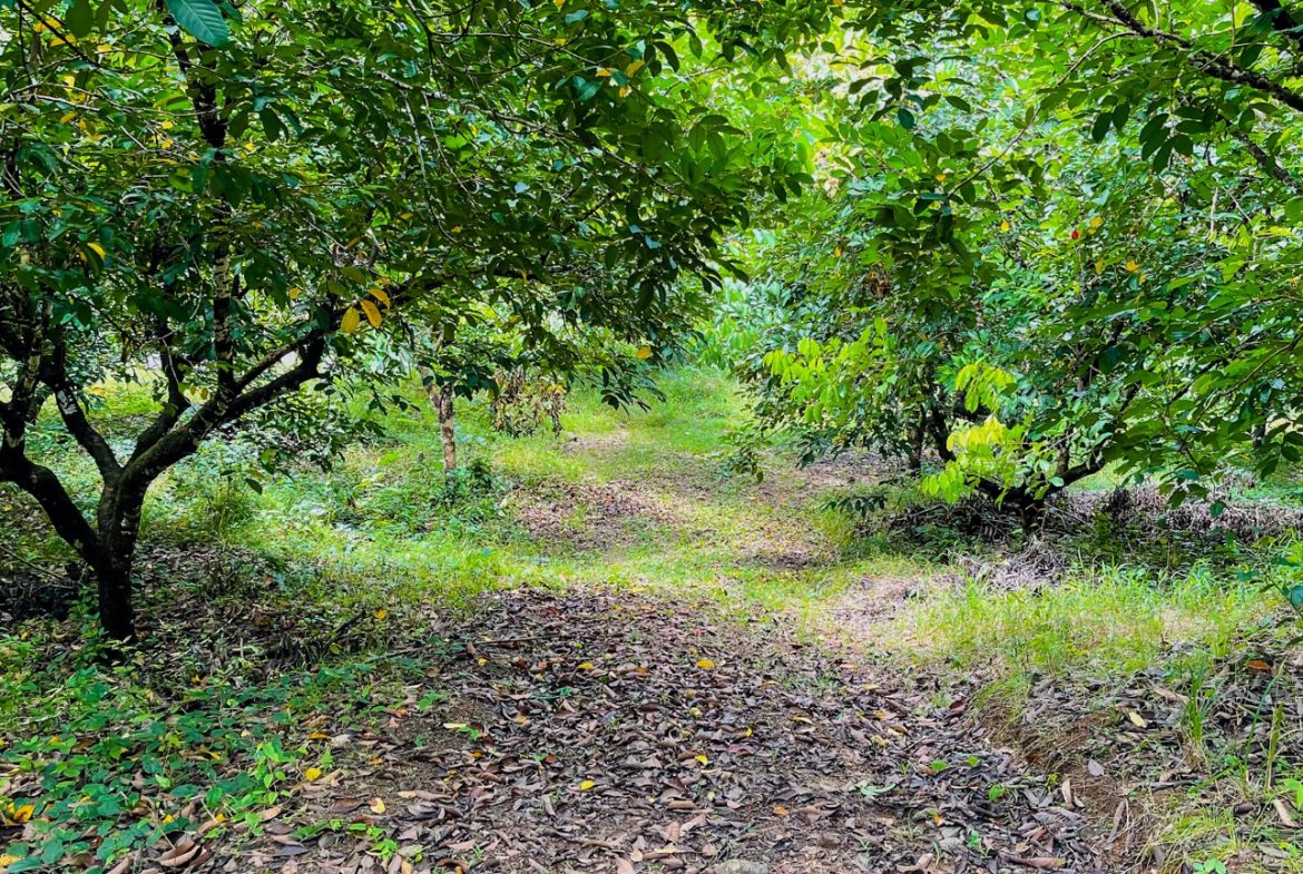 BUILDING PROPERTY WITH FRUIT TREES AND NEAR TO THE RIVER, IN OJOCHAL – 23 ACRES
