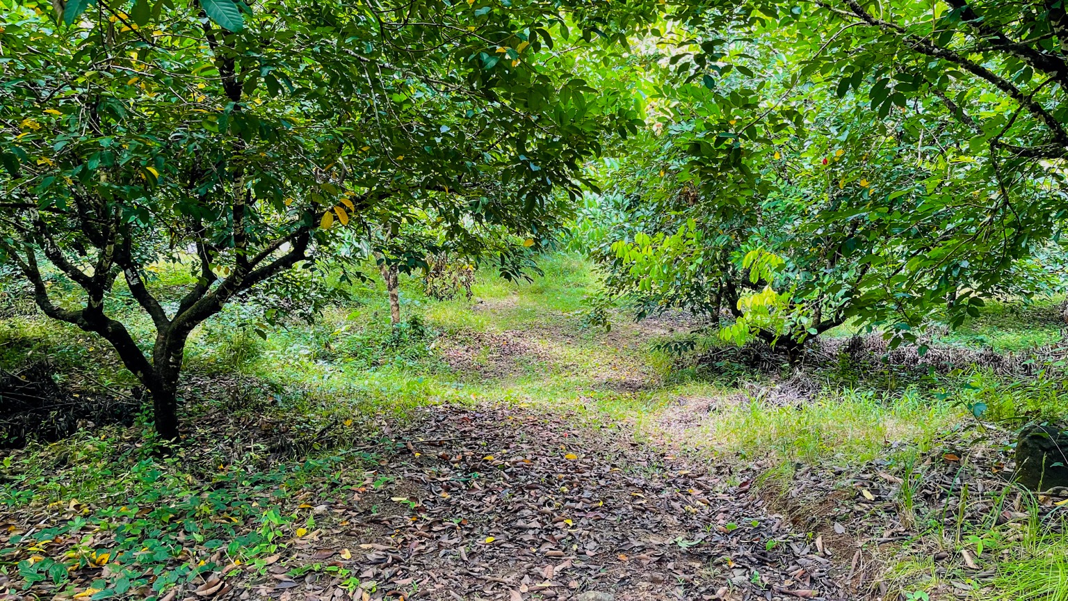 Osa Tropical Properties large land for sale ojochal 8171 25