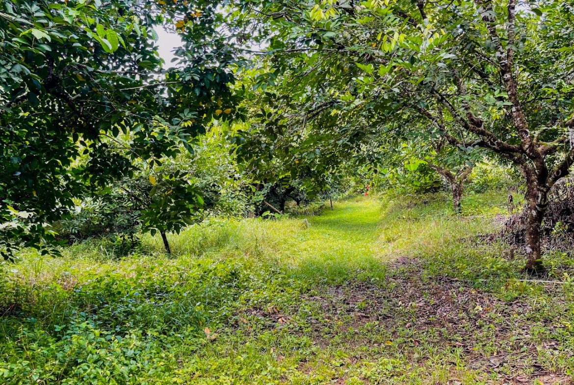 BUILDING PROPERTY WITH FRUIT TREES AND NEAR TO THE RIVER, IN OJOCHAL – 23 ACRES