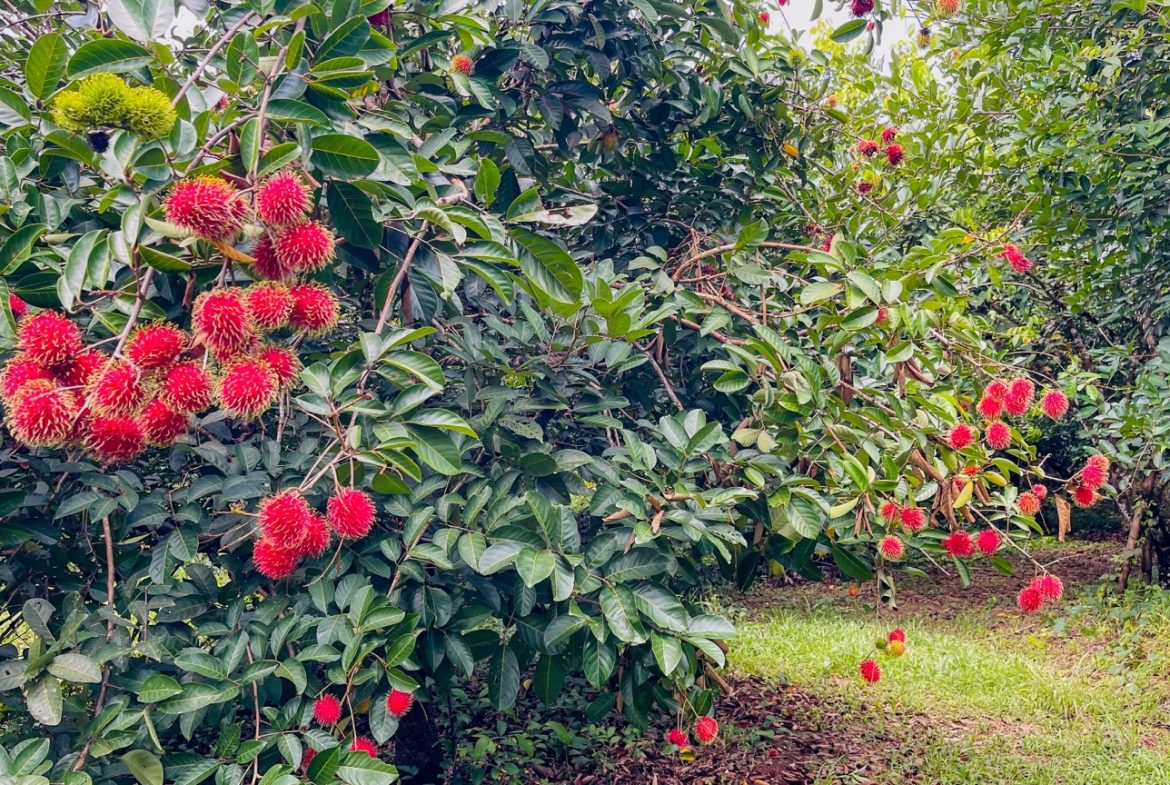 BUILDING PROPERTY WITH FRUIT TREES AND NEAR TO THE RIVER, IN OJOCHAL – 23 ACRES