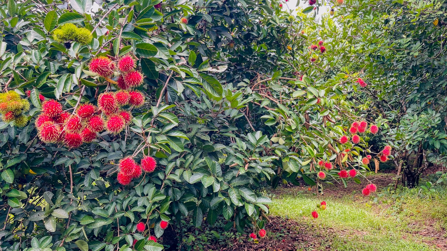 Osa Tropical Properties large land for sale ojochal 8171 27