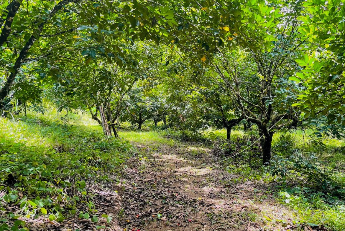 BUILDING PROPERTY WITH FRUIT TREES AND NEAR TO THE RIVER, IN OJOCHAL – 23 ACRES