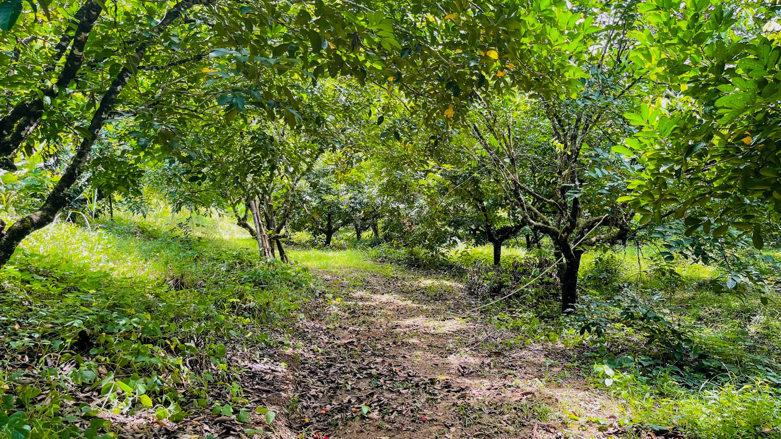 Osa Tropical Properties large land for sale ojochal 8171 28