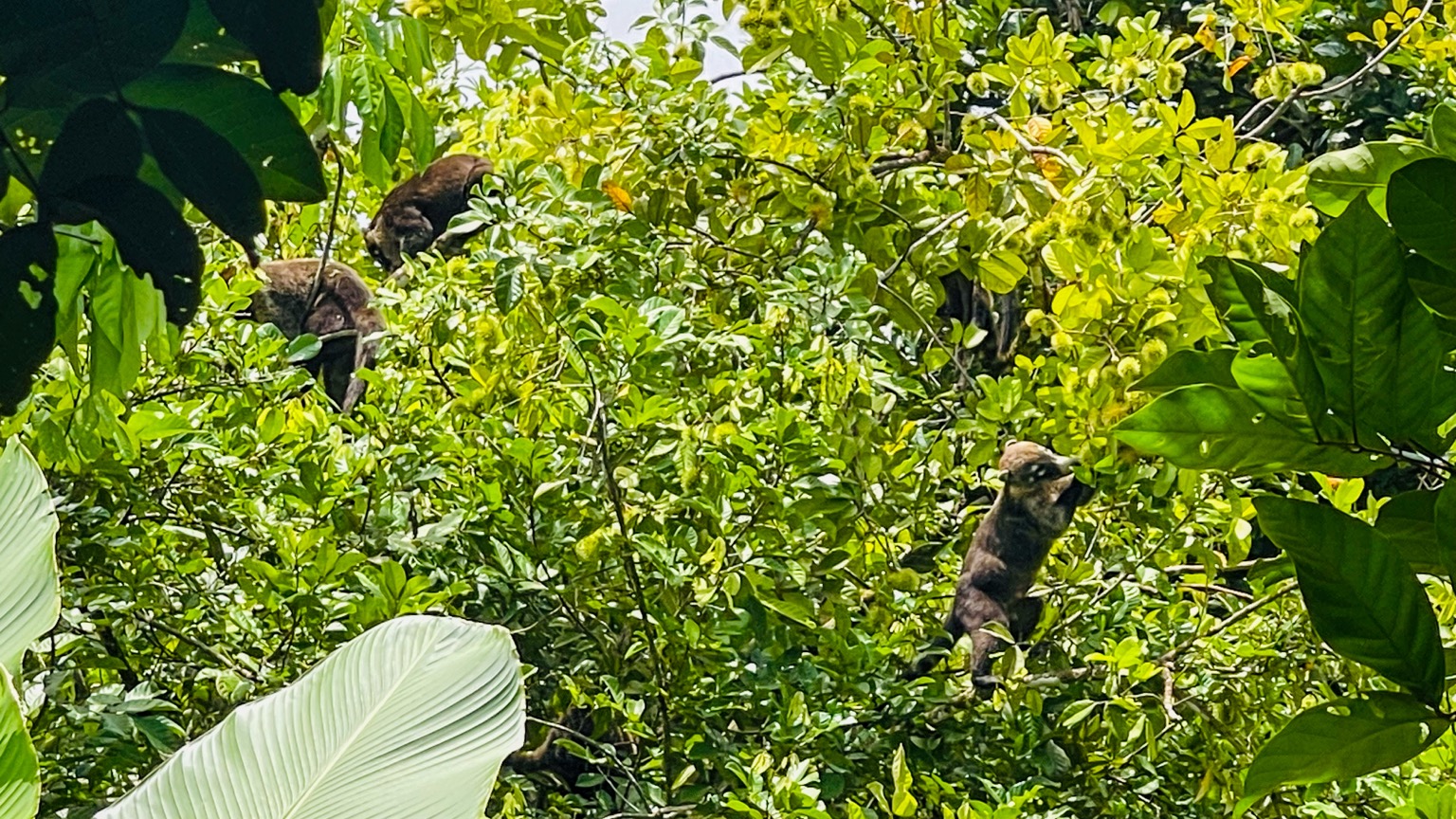 Osa Tropical Properties large land for sale ojochal 8171 30