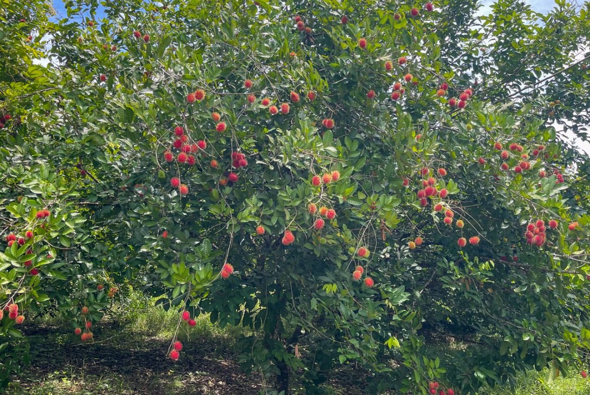 BUILDING PROPERTY WITH FRUIT TREES AND NEAR TO THE RIVER, IN OJOCHAL – 23 ACRES