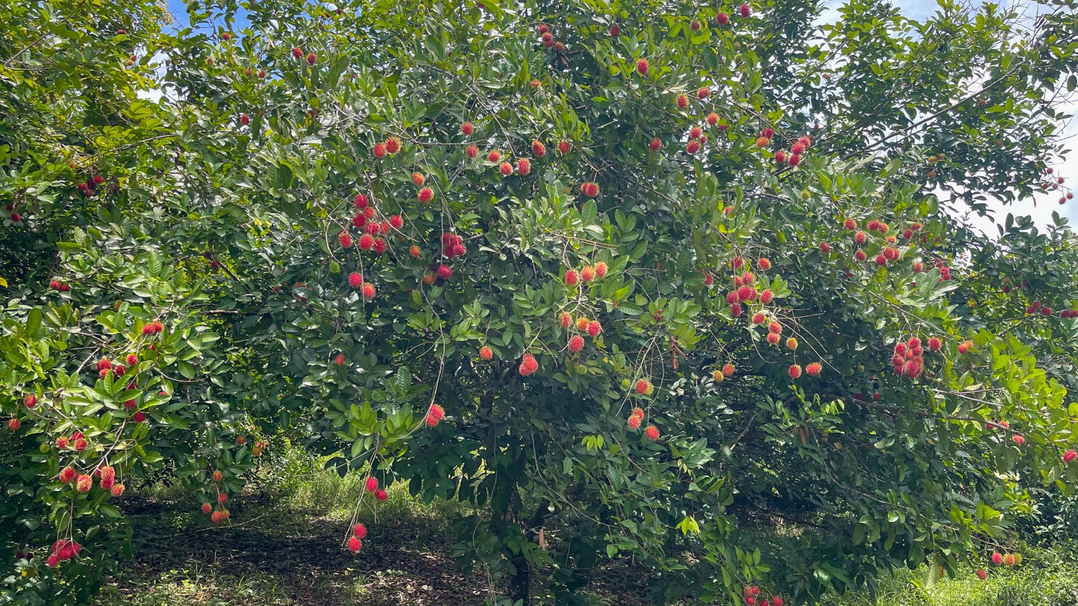 Osa Tropical Properties large land for sale ojochal 8171 31