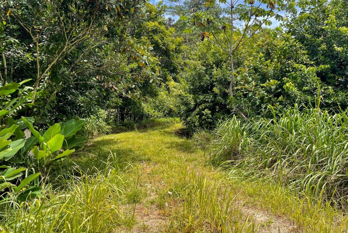 BUILDING PROPERTY WITH FRUIT TREES AND NEAR TO THE RIVER, IN OJOCHAL – 23 ACRES