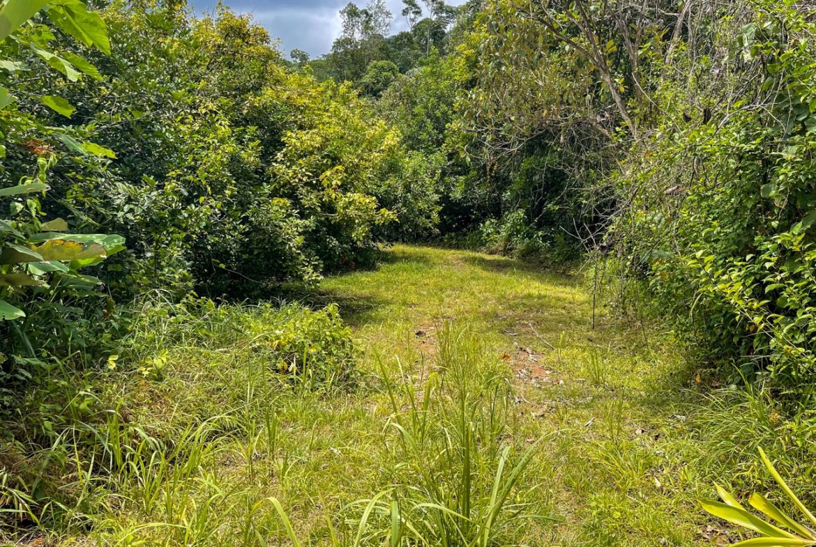 BUILDING PROPERTY WITH FRUIT TREES AND NEAR TO THE RIVER, IN OJOCHAL – 23 ACRES