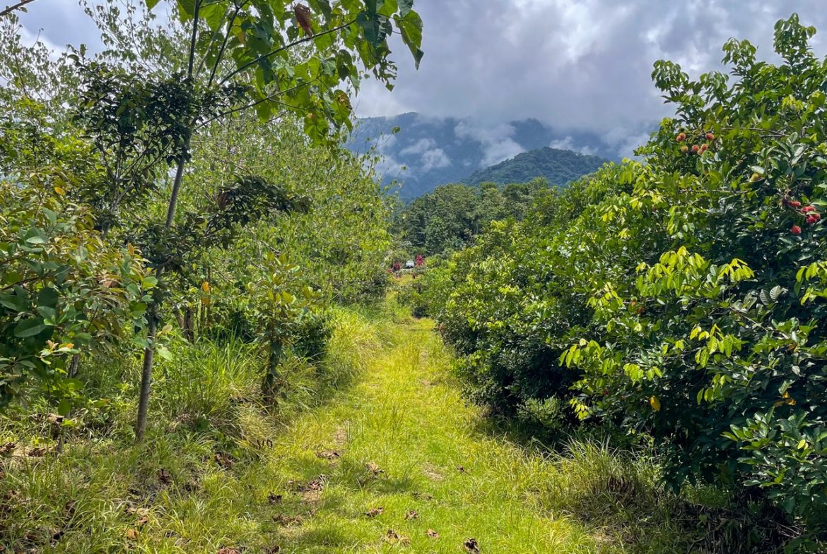 BUILDING PROPERTY WITH FRUIT TREES AND NEAR TO THE RIVER, IN OJOCHAL – 23 ACRES