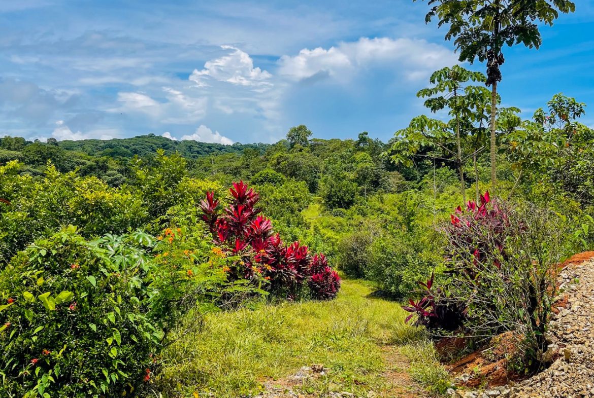 BUILDING PROPERTY WITH FRUIT TREES AND NEAR TO THE RIVER, IN OJOCHAL – 23 ACRES