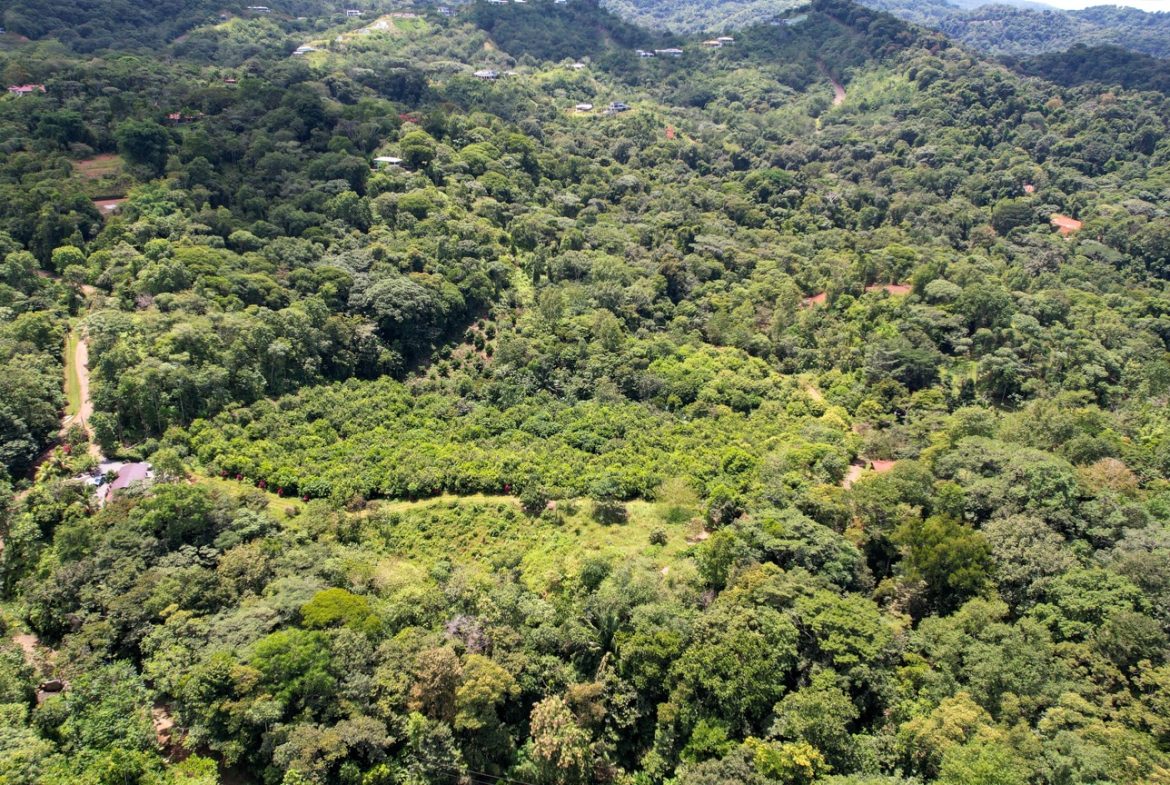BUILDING PROPERTY WITH FRUIT TREES AND NEAR TO THE RIVER, IN OJOCHAL – 23 ACRES