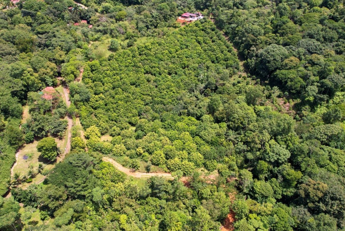 BUILDING PROPERTY WITH FRUIT TREES AND NEAR TO THE RIVER, IN OJOCHAL – 23 ACRES