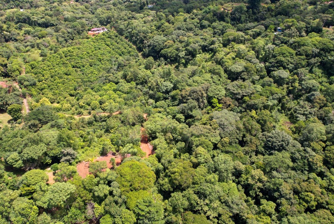 BUILDING PROPERTY WITH FRUIT TREES AND NEAR TO THE RIVER, IN OJOCHAL – 23 ACRES