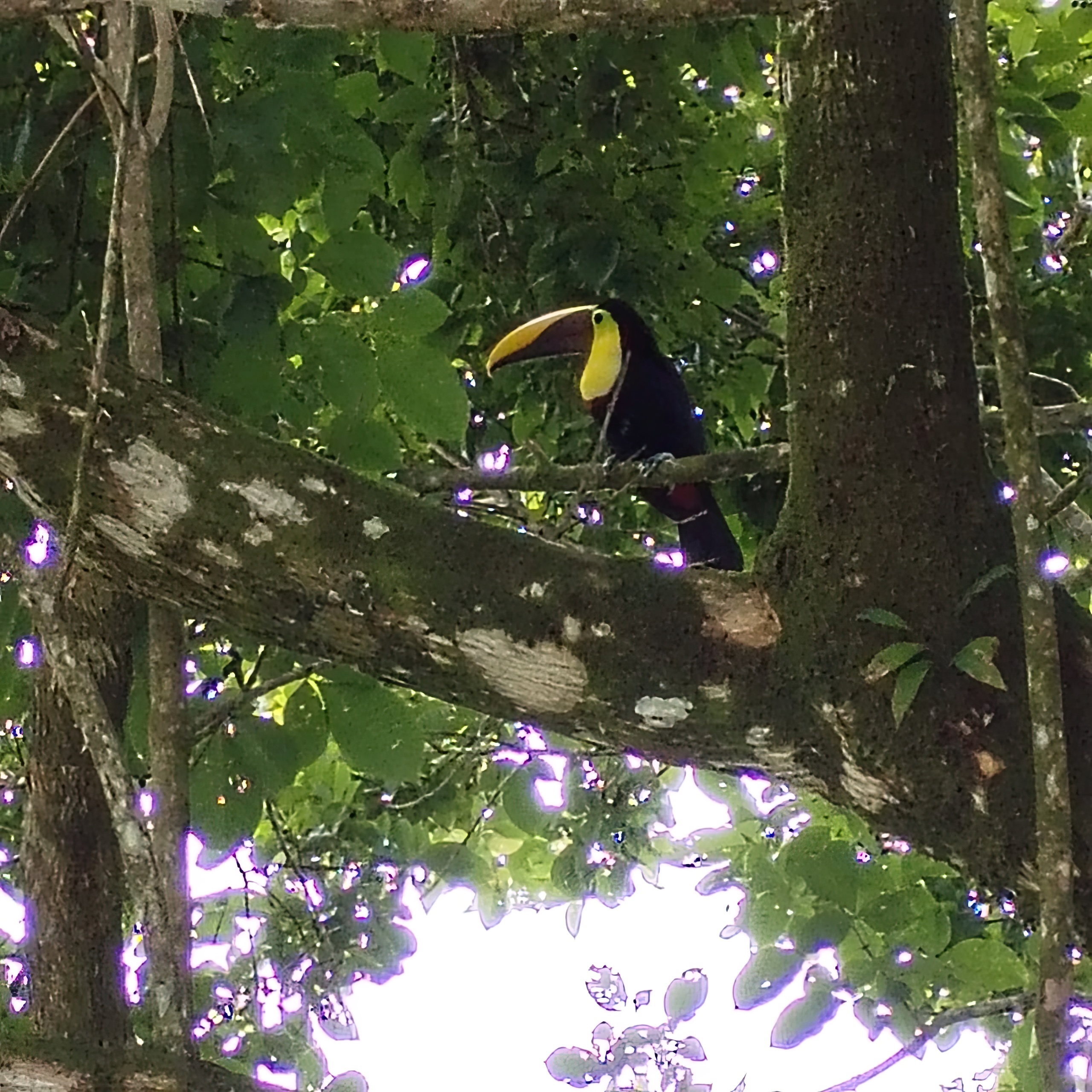 Toucan