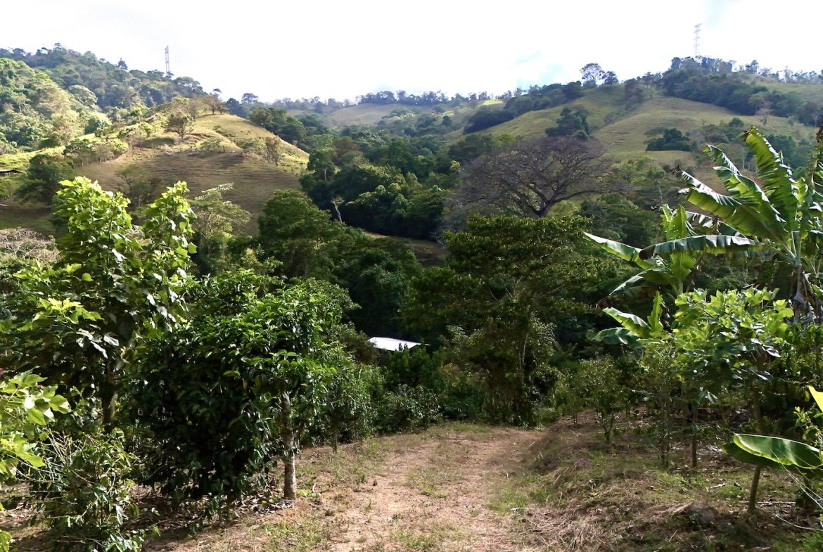 FARM PROPERTY WITH FRUIT TREES COFFEE, CACAO, BANANAS,CITRUS FRUIT, IN CEIBO – 2.5 ACRES