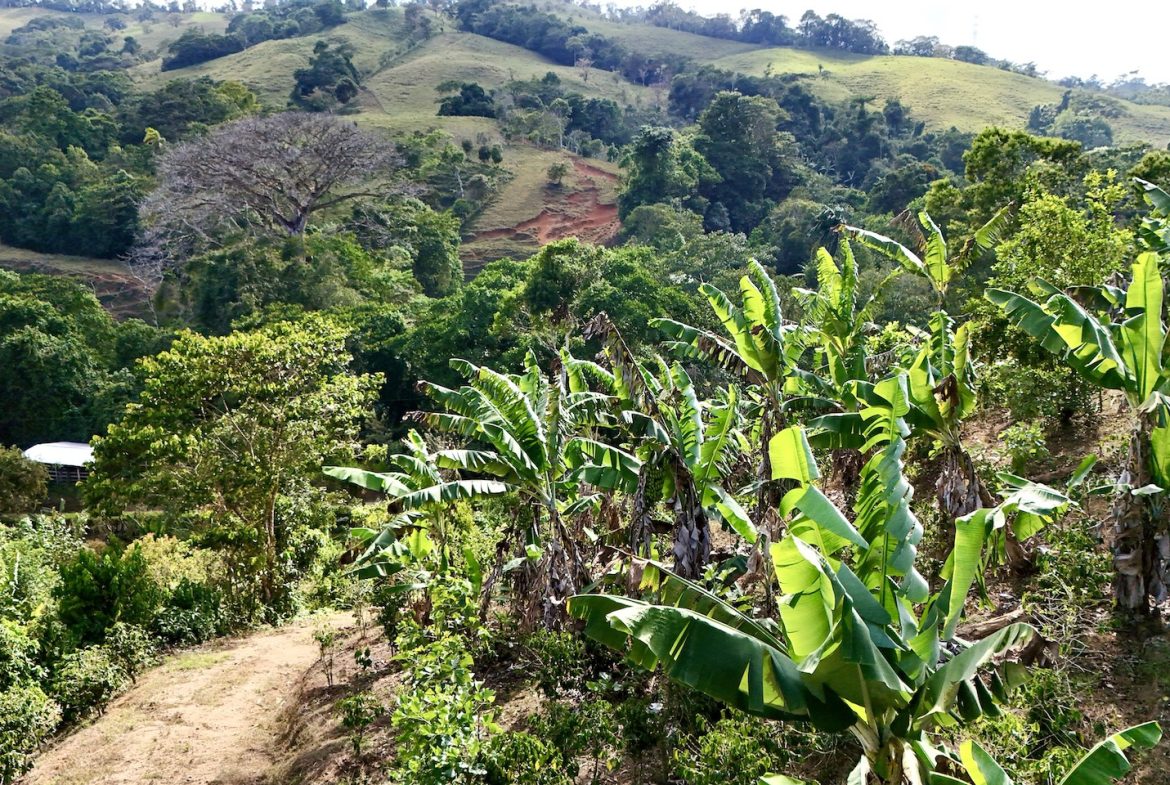 FARM PROPERTY WITH FRUIT TREES COFFEE, CACAO, BANANAS,CITRUS FRUIT, IN CEIBO – 2.5 ACRES