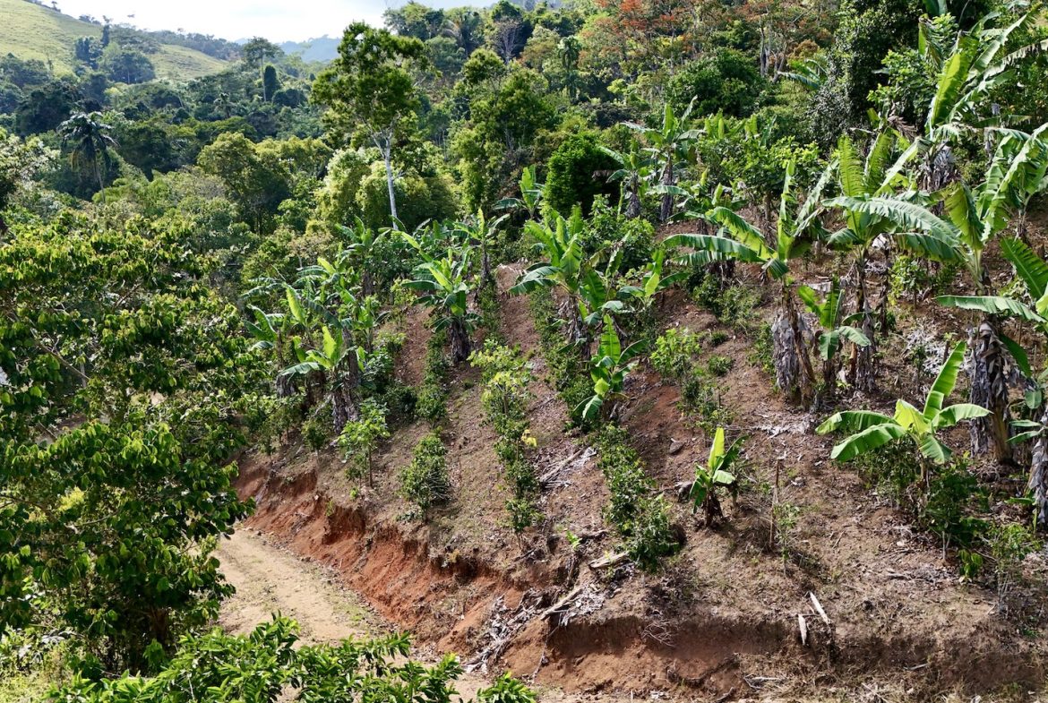 FARM PROPERTY WITH FRUIT TREES COFFEE, CACAO, BANANAS,CITRUS FRUIT, IN CEIBO – 2.5 ACRES
