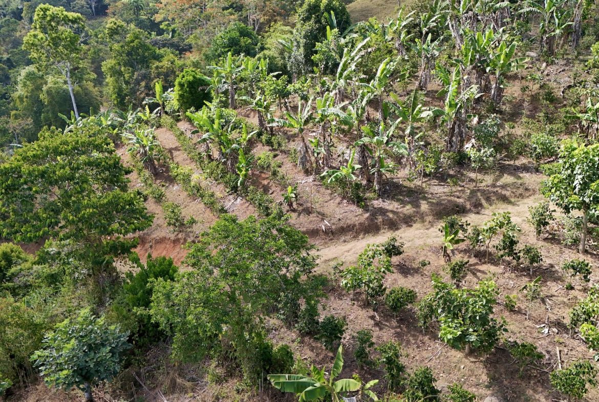 FARM PROPERTY WITH FRUIT TREES COFFEE, CACAO, BANANAS,CITRUS FRUIT, IN CEIBO – 2.5 ACRES