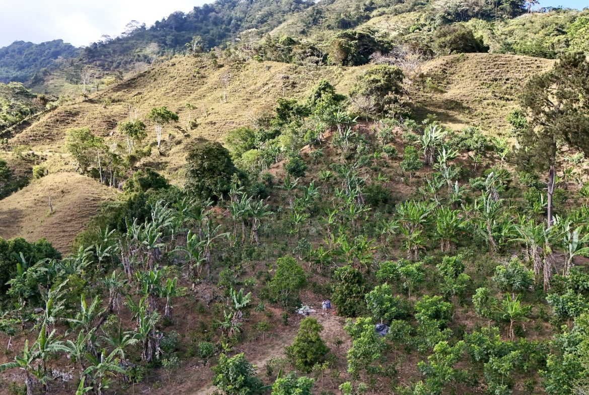 FARM PROPERTY WITH FRUIT TREES COFFEE, CACAO, BANANAS,CITRUS FRUIT, IN CEIBO – 2.5 ACRES