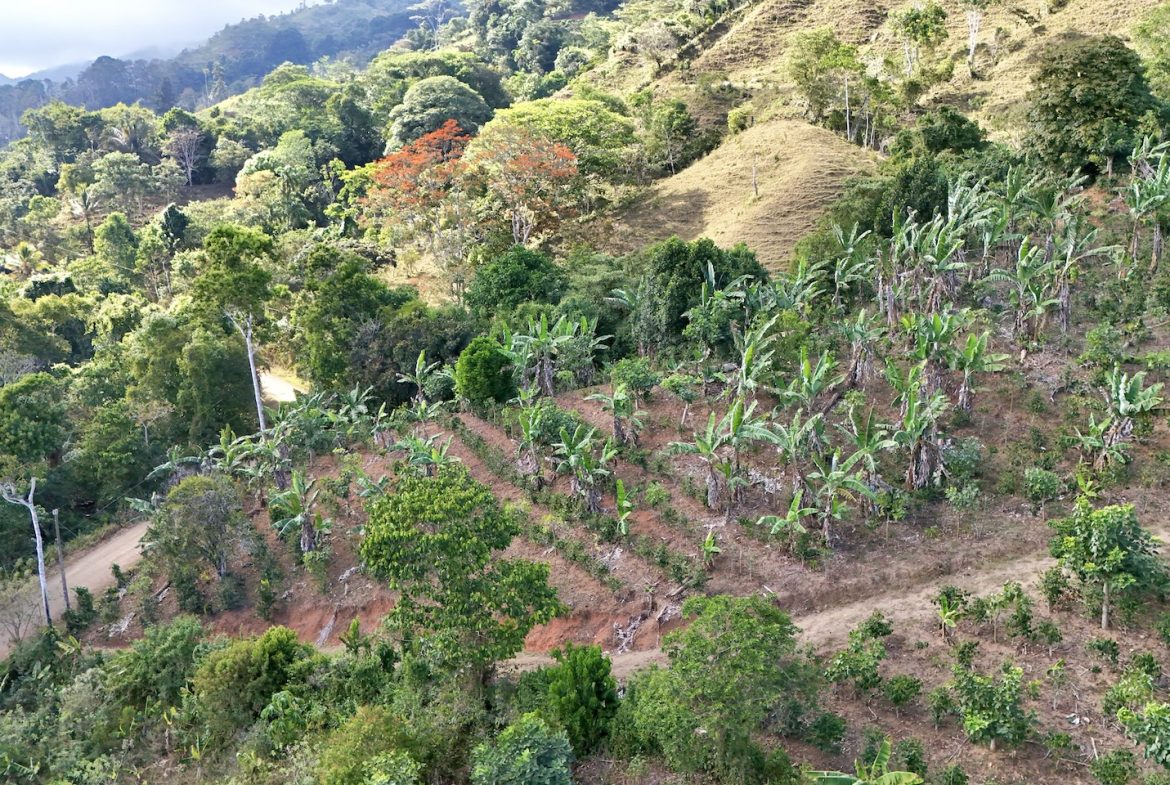 FARM PROPERTY WITH FRUIT TREES COFFEE, CACAO, BANANAS,CITRUS FRUIT, IN CEIBO – 2.5 ACRES