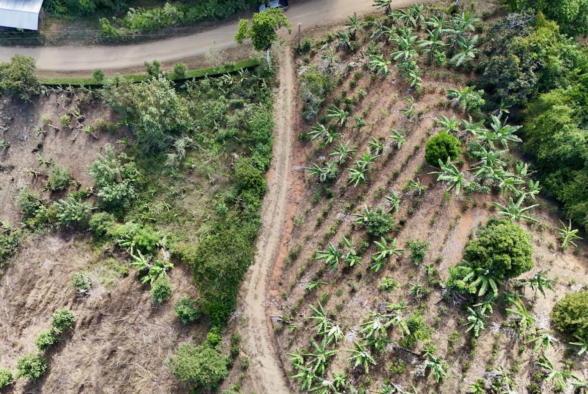 FARM PROPERTY WITH FRUIT TREES COFFEE, CACAO, BANANAS,CITRUS FRUIT, IN CEIBO – 2.5 ACRES