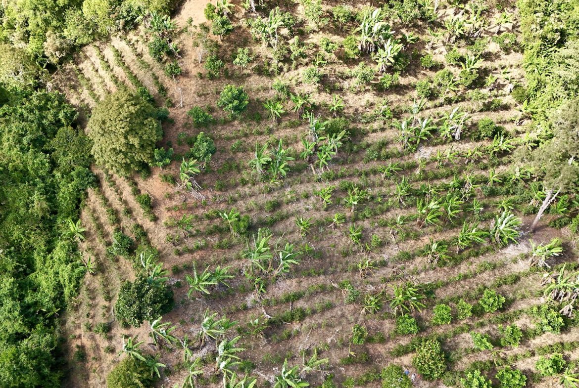 FARM PROPERTY WITH FRUIT TREES COFFEE, CACAO, BANANAS,CITRUS FRUIT, IN CEIBO – 2.5 ACRES