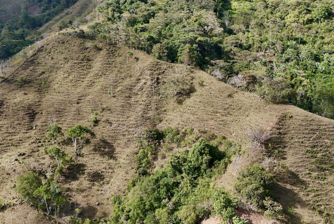 FARM PROPERTY WITH FRUIT TREES COFFEE, CACAO, BANANAS,CITRUS FRUIT, IN CEIBO – 2.5 ACRES