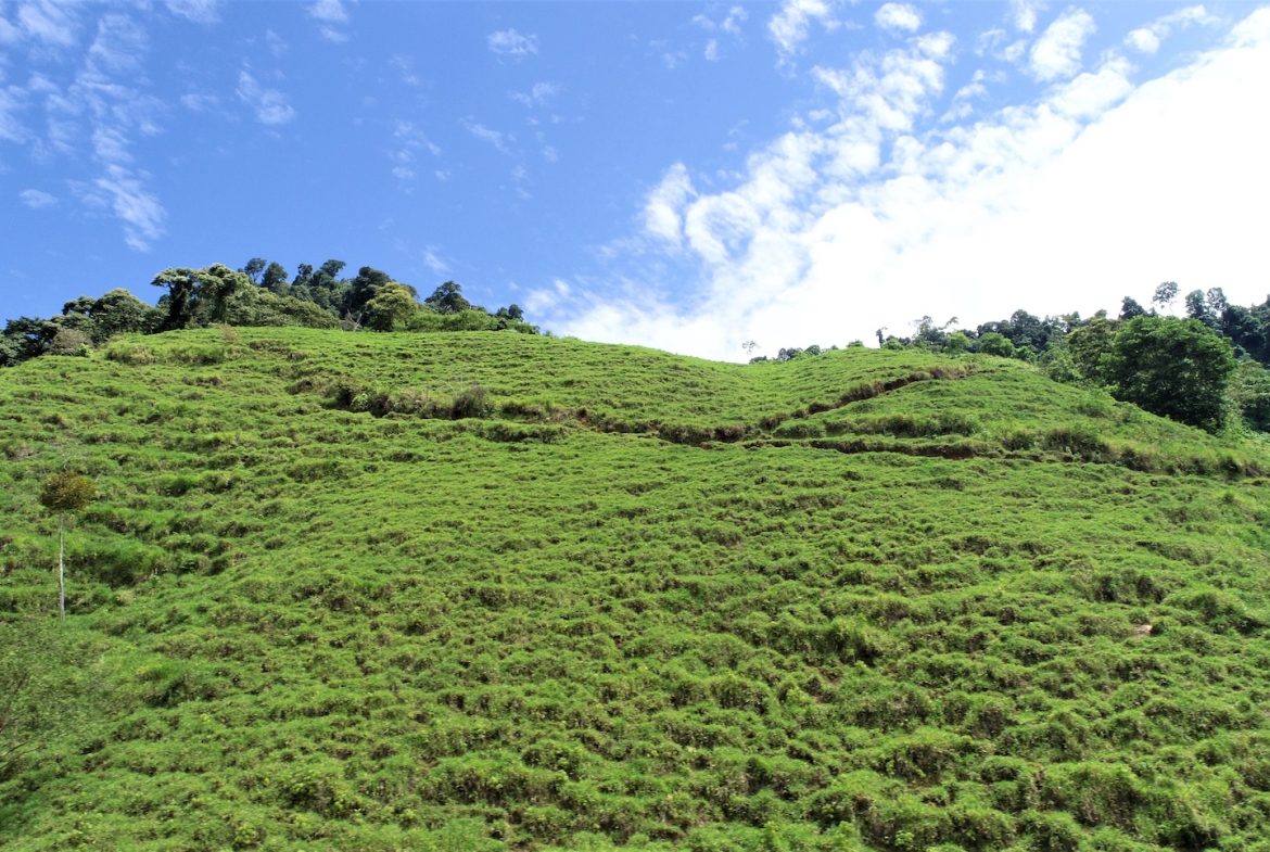 FARM DEVELOPMENT NEAR TO THE RIVER, IN SAVEGRE SAN ISIDRO – 204 ACRES