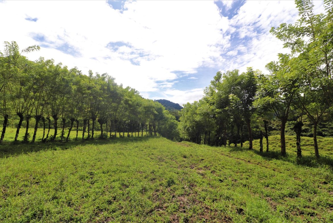 FARM DEVELOPMENT NEAR TO THE RIVER, IN SAVEGRE SAN ISIDRO – 204 ACRES