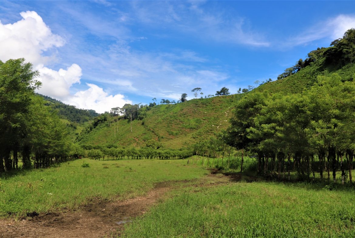 FARM DEVELOPMENT NEAR TO THE RIVER, IN SAVEGRE SAN ISIDRO – 204 ACRES