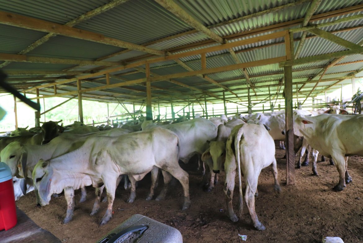 FARM DEVELOPMENT NEAR TO THE RIVER, IN SAVEGRE SAN ISIDRO – 204 ACRES