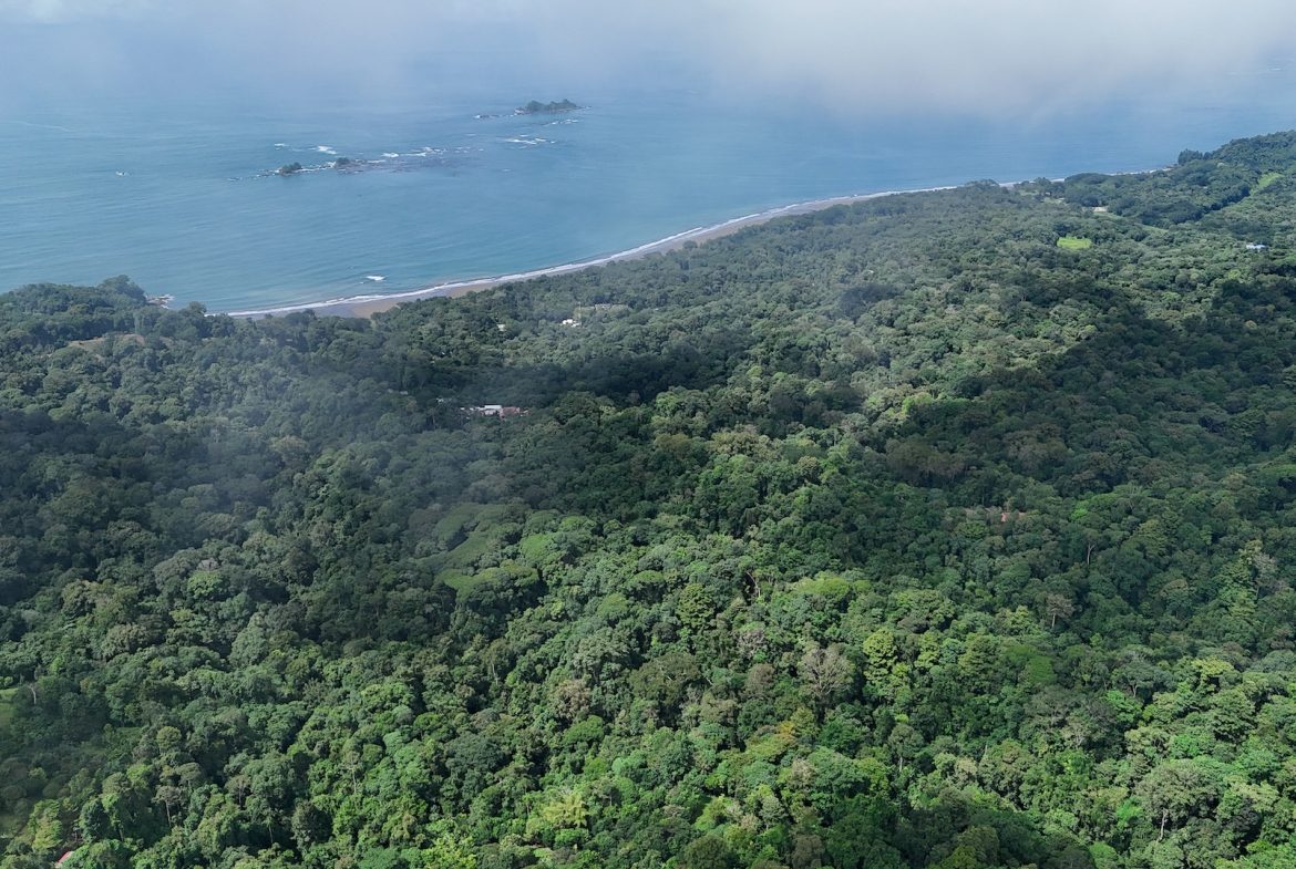 DEVELOPMENT PROPERTY IN THE MIDDLE OF THE JUNGLE, IN PIÑUELAS – 85 ACRES