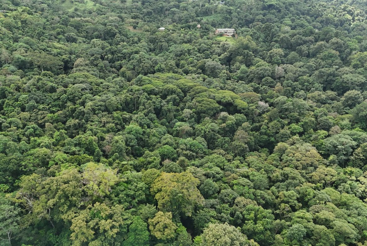 DEVELOPMENT PROPERTY IN THE MIDDLE OF THE JUNGLE, IN PIÑUELAS – 85 ACRES